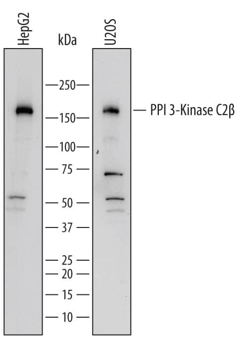 Western blot shows lysates of HepG2 human hepatocellular carcinoma cell line and U2OS human osteosarcoma cell line. PVDF membrane was probed with 2 µg/mL of Goat Anti-Human PI 3-Kinase C2 beta  Antigen Affinity-purified Polyclonal Antibody (Catalog # AF7249) followed by HRP-conjugated Anti-Goat IgG Secondary Antibody (Catalog # HAF017). A specific band was detected for PI 3-Kinase C2 beta  at approximately 185 kDa (as indicated). This experiment was conducted under reducing conditions and using Immunoblot Buffer Group 1.