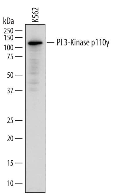 Western blot shows lysates of K562 human chronic myelogenous leukemia cell line. PVDF membrane was probed with 2 µg/mL of Sheep Anti-Human PI 3-Kinase p110 gamma Antigen Affinity-purified Polyclonal Antibody (Catalog # AF2999) followed by HRP-conjugated Anti-Sheep IgG Secondary Antibody (Catalog # HAF016). A specific band was detected for PI 3-Kinase p110 gamma at approximately 110 kDa (as indicated). This experiment was conducted under reducing conditions and using Immunoblot Buffer Group 1.