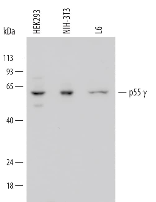 Western Blot PI 3-Kinase p55 gamma Antibody (668619) [Unconjugated]
