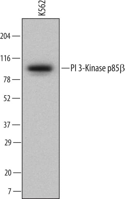 Western Blot PI 3-Kinase p85 beta Antibody (572001) [Unconjugated]