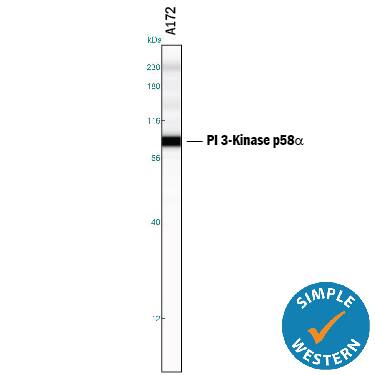 Simple Western lane view shows lysates of A172 human glioblastoma cell line, loaded at 0.2 mg/mL. A specific band was detected for PI 3‑Kinase p85 alpha  at approximately 89 kDa (as indicated) using 10 µg/mL of Mouse Anti-Human/Mouse/Rat PI 3‑Kinase p85 alpha  Monoclonal Antibody (Catalog # MAB2998). This experiment was conducted under reducing conditions and using the 12-230 kDa separation system. Non-specific interaction with the 230 kDa Simple Western standard may be seen with this antibody.