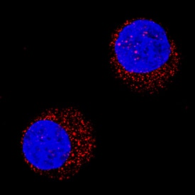 Immunocytochemistry PI 3-Kinase p85 beta Antibody (572001) [Unconjugated]