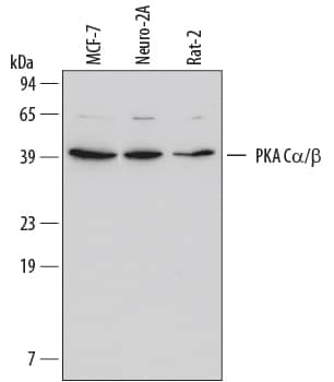 Western Blot PKA C alpha/beta Antibody (515741)