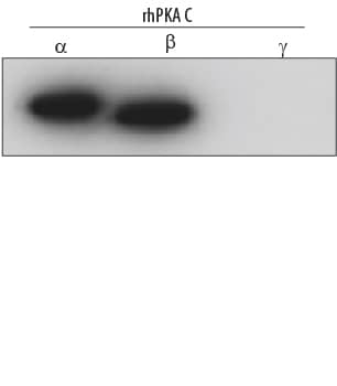 Western Blot PKA C alpha/beta Antibody (515741)