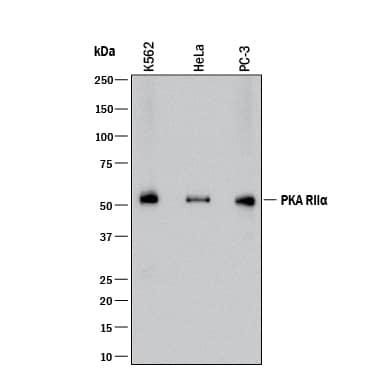Western blot shows lysates of K562 human chronic myelogenous leukemia cell line, HeLa human cervical epithelial carcinoma cell line, and PC-3 human prostate cancer cell line. PVDF membrane was probed with 0.5 µg/mL of Rabbit Anti-Human/Mouse PKA RIIa Monoclonal Antibody (Catalog # MAB8000) followed by HRP-conjugated Anti-Rabbit IgG Secondary Antibody (Catalog # HAF008). A specific band was detected for PKA RIIa at approximately 50 kDa (as indicated). This experiment was conducted under reducing conditions and using Immunoblot Buffer Group 1.