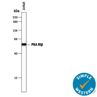Simple Western PKA RI beta Antibody [Unconjugated]