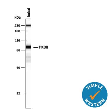 Simple Western PKC theta Antibody (453416) [Unconjugated]