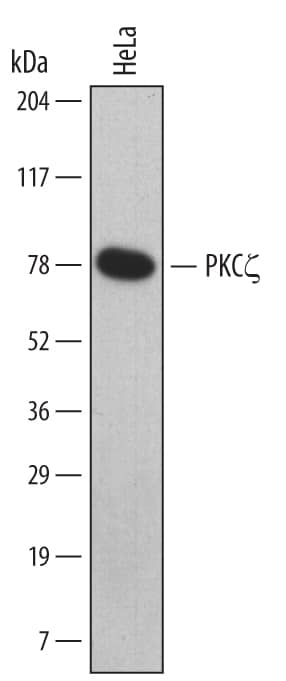 Western Blot PKC zeta Antibody (453513)