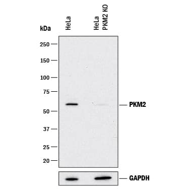 <b>Genetic Strategies Validation. </b>Western blot shows lysates of HeLa human cervical epithelial carcinoma parental cell line and PKM2 knockout HeLa cell line (KO). PVDF membrane was probed with 1 µg/mL of Sheep Anti-Human/Mouse/Rat PKM1/2 Antigen Affinity-purified Polyclonal Antibody (Catalog # AF7244) followed by HRP-conjugated Anti-Sheep IgG Secondary Antibody (HAF016). A specific band was detected for PKM2 at approximately 60 kDa (as indicated) in the parental HeLa cell line, but is not detectable in knockout HeLa cell line. GAPDH (AF5718) is shown as a loading control. This experiment was conducted under reducing conditions and using Immunoblot Buffer Group 1.