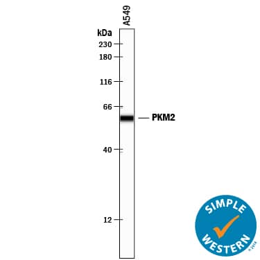 Simple Western lane view shows lysates of A549 human lung carcinoma cell line, loaded at 0.2 mg/mL. A specific band was detected for PKM2 at approximately 60 kDa (as indicated) using 2 µg/mL of Sheep Anti-Human/Mouse/Rat PKM1/2 Antigen Affinity-purified Polyclonal Antibody (Catalog # AF7244) followed by 1:50 dilution of HRP-conjugated Anti-Sheep IgG Secondary Antibody (HAF016). This experiment was conducted under reducing conditions and using the 12-230 kDa separation system.