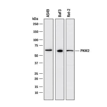 Western blot shows lysates of A549 human lung carcinoma cell line, BaF3 mouse pro-B cell line, and Rat-2 rat embryonic fibroblast cell line. PVDF membrane was probed with 0.5 µg/mL of Mouse Anti-Human/Mouse/Rat PKM1/2 Monoclonal Antibody (Catalog # MAB72442) followed by HRP-conjugated Anti-Mouse IgG Secondary Antibody (HAF018). A specific band was detected for PKM2 at approximately 60 kDa (as indicated). This experiment was conducted under reducing conditions and using Immunoblot Buffer Group 1.