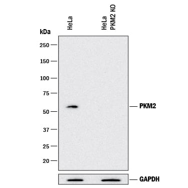 Western blot shows lysates of HeLa human cervical epithelial carcinoma parental cell line and PKM2 knockout HeLa cell line (KO). PVDF membrane was probed with 1 µg/mL of Mouse Anti-Human/Rat PKM1/2 Monoclonal Antibody (Catalog # MAB7244) followed by HRP-conjugated Anti-Mouse IgG Secondary Antibody (Catalog # HAF018). A specific band was detected for PKM2 at approximately 60 kDa (as indicated) in the parental HeLa cell line, but is not detectable in knockout HeLa cell line. GAPDH (AF5718) is shown as a loading control.. This experiment was conducted under reducing conditions and using Immunoblot Buffer Group 1.