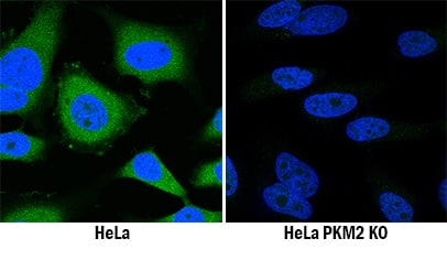 PKM2 was detected in immersion fixed HeLa human cervical epithelial carcinoma cell line but is not detected in PKM2 knockout (KO) HeLa Human Cell Line cell line using Mouse Anti-Human/Rat PKM1/2 Monoclonal Antibody (Catalog # MAB7244) at 3 µg/mL for 3 hours at room temperature. Cells were stained using the NorthernLights™ 493-conjugated Anti-Mouse IgG Secondary Antibody (green; NL009) and counterstained with DAPI (blue). Specific staining was localized to cytoplasm. View our protocol for Fluorescent ICC Staining of Cells on Coverslips.
