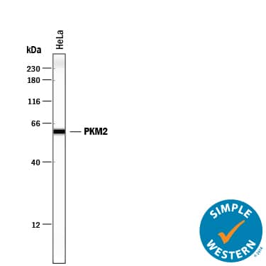 Simple Western lane view shows lysates of HeLa human cervical epithelial carcinoma cell line, loaded at 0.2 mg/mL. A specific band was detected for PKM2 at approximately 61 kDa (as indicated) using 10 µg/mL of Mouse Anti-Human/Rat PKM1/2 Monoclonal Antibody (Catalog # MAB7244). This experiment was conducted under reducing conditions and using the 12-230 kDa separation system.