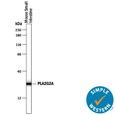 Simple Western PLA2G2A Antibody [Unconjugated]
