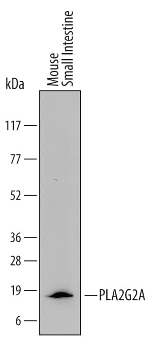 Western Blot PLA2G2A Antibody [Unconjugated]