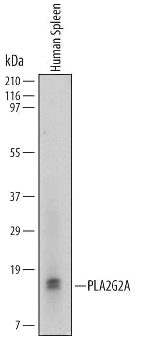 Western Blot PLA2G2A Antibody (620501)