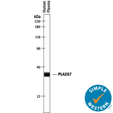 Simple Western lane view shows human plasma, loaded at 1:10 dilution. A specific band was detected for PLA2G7/PAF-AH/Lp-PLA2 at approximately 33 kDa (as indicated) using 10 µg/mL of Goat Anti-Human PLA2G7/PAF-AH/Lp-PLA2 Antigen Affinity-purified Polyclonal Antibody (Catalog # AF5106) followed by 1:50 dilution of HRP-conjugated Anti-Goat IgG Secondary Antibody (Catalog # HAF109). This experiment was conducted under reducing conditions and using the 12-230 kDa separation system.