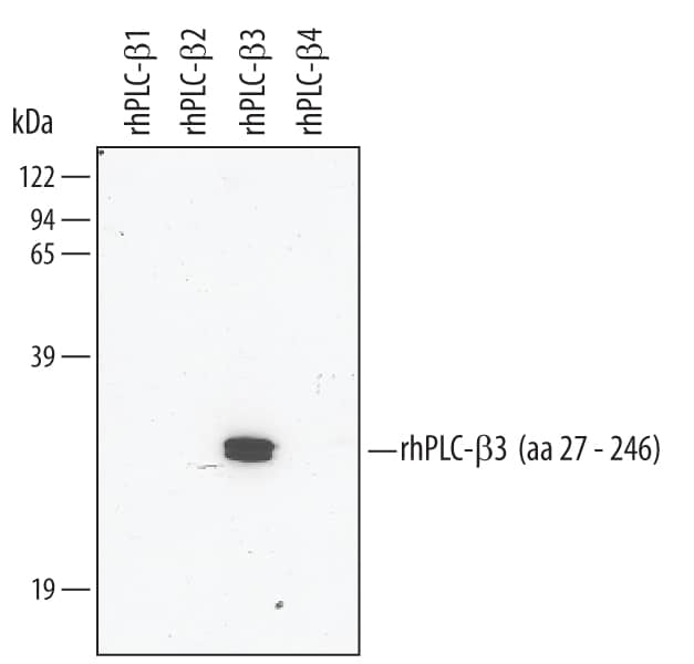 Western blot shows recombinant human PLC-beta 1, PLC-beta 2, PLC-beta 3, PLC-beta 4 (5 ng/lane). PVDF mem-brane was probed with 1 µg/mL Sheep Anti-Human PLC-beta 3 Antigen Affinity-purified Polyclonal Antibody (Catalog # AF4716) followed by HRP-conjugated Anti-Sheep IgG Secondary Antibody (Catalog # HAF016). A specific band for PLC-beta 3 was detected at approx-imately 29 kDa (as indicated). This experiment was conducted under reducing conditions and using Immunoblot Buffer Group 1.