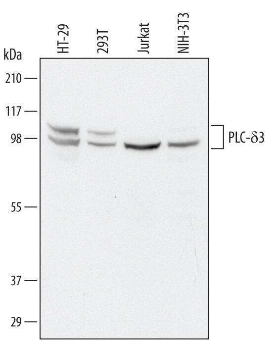 Western blot shows lysates of HT-29 human colon adenocarcinoma cell line, 293T human embryonic kidney cell line, Jurkat human acute T cell leukemia cell line, and NIH-3T3 mouse embryonic fibroblast cell line. PVDF Membrane was probed with 1 µg/mL of Goat Anti-Human/Mouse PLC-d3 Antigen Affinity-purified Polyclonal Antibody (Catalog # AF5315) followed by HRP-conjugated Anti-Goat IgG Secondary Antibody (Catalog # HAF109). Specific bands were detected for PLC-d3 at approximately 100-110 kDa (as indicated). This experiment was conducted under reducing conditions and using Immunoblot Buffer Group 1.