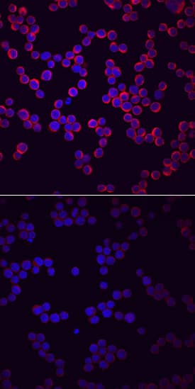 <b>Biological Strategies Validation. </b>PLC- gamma2 phosphorylated at Y759 was detected in immersion fixed Ramos human Burkitt's lymphoma cell line treated (upper panel) or untreated (lower panel) with pervanadate for 5 minutes using Mouse Anti-Human Phospho-PLC- gamma2 (Y759) Monoclonal Antibody (Catalog # MAB7377) at 10 µg/mL for 3 hours at room temperature. Cells were stained using the NorthernLights™ 557-conjugated Anti-Mouse IgG Secondary Antibody (red; Catalog # NL007) and counterstained with DAPI (blue). View our protocol for Fluorescent ICC Staining of Non-adherent Cells.