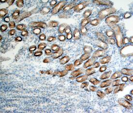 PLET-1 was detected in immersion fixed frozen sections of adult mouse kidney using Rat Anti-Mouse PLET-1 Monoclonal Antibody (Catalog # MAB6917) at 15 µg/mL overnight at 4 °C. Tissue was stained using the Anti-Rat HRP-DAB Cell & Tissue Staining Kit (brown; Catalog # <a class=