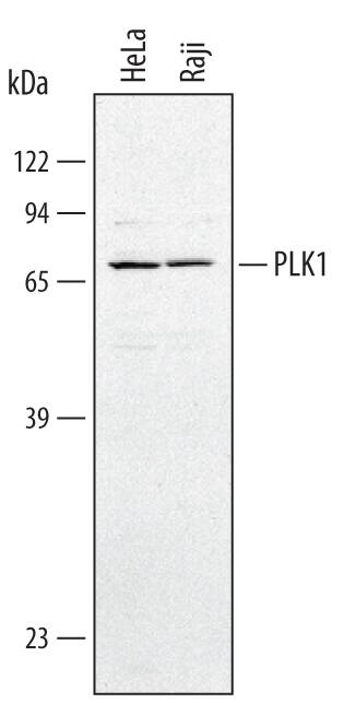 Western blot shows lysates of HeLa human cervical epithelial carcinoma cell line and Raji human Burkitt's lymphoma cell line. PVDF membrane was probed with 1 µg/mL of Human PLK1 Antigen Affinity-purified Polyclonal Antibody (Catalog # AF3804) followed by HRP-conjugated Anti-Goat IgG Secondary Antibody (Catalog # HAF017). A specific band was detected for PLK1 at approximately 70 kDa (as indicated). This experiment was conducted under reducing conditions and using Immunoblot Buffer Group 1.