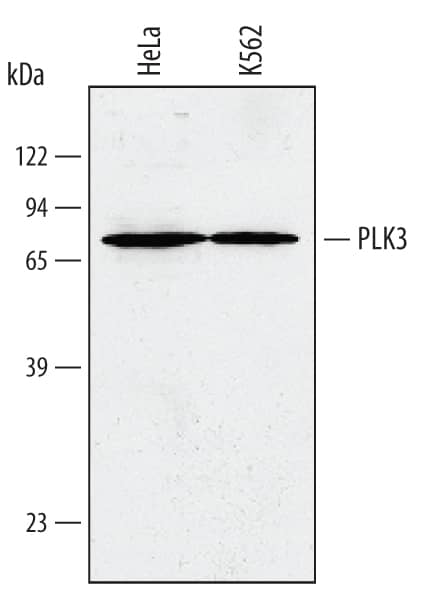 Western Blot PLK3 Antibody