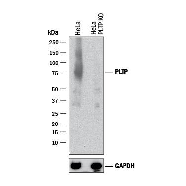 Knockout Validated PLTP Antibody [Unconjugated]