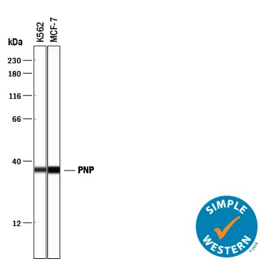 Simple Western Purine Nucleoside Phosphorylase/PNP Antibody [Unconjugated]