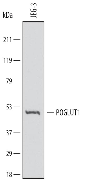 Western blot shows lysates of JEG-3 human epithelial choriocarcinoma cell line. PVDF membrane was probed with 2 µg/mL of Mouse Anti-Human Protein O-Glucosyltransferase 1/POGLUT Monoclonal Antibody (Catalog # MAB6437) followed by HRP-conjugated Anti-Mouse IgG Secondary Antibody (Catalog # HAF007). A specific band was detected for Protein O-Glucosyltransferase 1/POGLUT at approximately 46 kDa (as indicated). This experiment was conducted under reducing conditions and using Immunoblot Buffer Group 1.