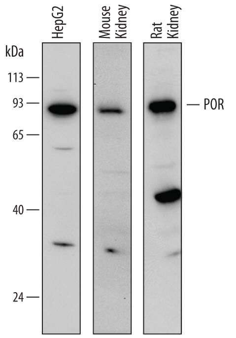 Western blot shows lysates of HepG2 human hepatocellular carcinoma cell line, mouse kidney tissue, and rat kidney tissue. PVDF membrane was probed with 0.5 µg/mL of Sheep Anti-Human/Mouse/Rat POR/Cytochrome P450 Reductase Antigen Affinity-purified Polyclonal Antibody (Catalog # AF6340) followed by HRP-conjugated Anti-Sheep IgG Secondary Antibody (Catalog # HAF016). A specific band was detected for POR/Cytochrome P450 Reductase at approximately 85 kDa (as indicated). This experiment was conducted under reducing conditions and using Immunoblot Buffer Group 1.