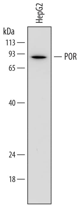 Western blot shows lysates of HepG2 human hepatocellular carcinoma cell line. PVDF membrane was probed with 1 µg/mL of Mouse Anti-Human POR/Cytochrome P450 Reductase Monoclonal Antibody (Catalog # MAB6340) followed by HRP-conjugated Anti-Mouse IgG Secondary Antibody (Catalog # HAF007). A specific band was detected for POR/Cytochrome P450 Reductase at approximately 85 kDa (as indicated). This experiment was conducted under reducing conditions and using Immunoblot Buffer Group 1.
