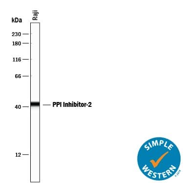 Simple Western lane view shows lysates of Raji human Burkitt's lymphoma cell line, loaded at 0.2 mg/mL. A specific band was detected for PP1 Inhibitor-2 at approximately 42 kDa (as indicated) using 10 µg/mL of Goat Anti-Human/Mouse/Rat PP1 Inhibitor-2 Antigen Affinity-purified Polyclonal Antibody (Catalog # AF4719) followed by 1:50 dilution of HRP-conjugated Anti-Goat IgG Secondary Antibody (Catalog # HAF109). This experiment was conducted under reducing conditions and using the 12-230 kDa separation system.