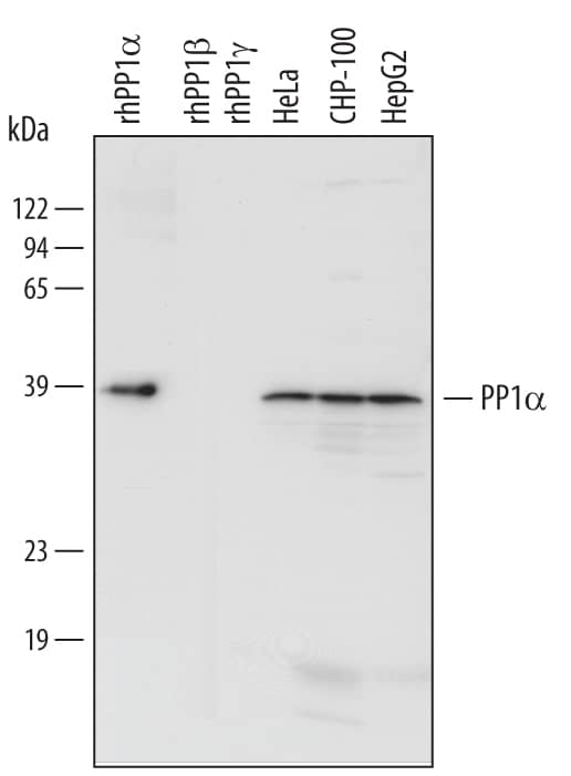 Western blot shows lysates of HeLa human cervical epithelial carcinoma cell line, CHP-100 human neuroblastoma cell line, and HepG2 human hepatocellular carcinoma cell line. PVDF Membrane was probed with 1 µg/mL of Human PP1 alpha Catalytic Subunit Monoclonal Antibody (Catalog # MAB6105) followed by HRP-conjugated Anti-Mouse IgG Secondary Antibody (Catalog # HAF007). For additional reference, recombinant human PP1 alpha, recombinant human PP1 beta, and recombinant human PP1 gamma (5 ng/lane) were included. A specific band was detected for PP1 apha at approximately 39 kDa (as indicated). This experiment was conducted under reducing conditions and using Immunoblot Buffer Group 3.