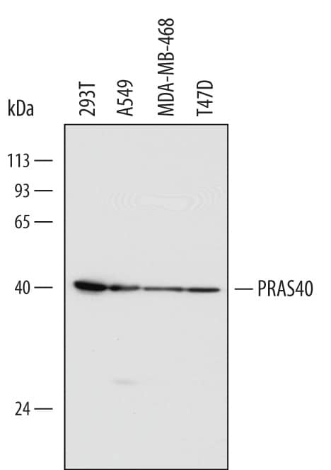 Western blot shows lysates of 293T human embryonic kidney cell line, A549 human lung carcinoma cell line, MDA-MB-468 human breast cancer cell line, and T47D human breast cancer cell line. PVDF Membrane was probed with 1 µg/mL of Mouse Anti-Human PRAS40 Monoclonal Antibody (Catalog # MAB6408) followed by HRP-conjugated Anti-Mouse IgG Secondary Antibody (Catalog # HAF007). A specific band was detected for PRAS40 at approximately 40 kDa (as indicated). This experiment was conducted under reducing conditions and using Immunoblot Buffer Group 1.