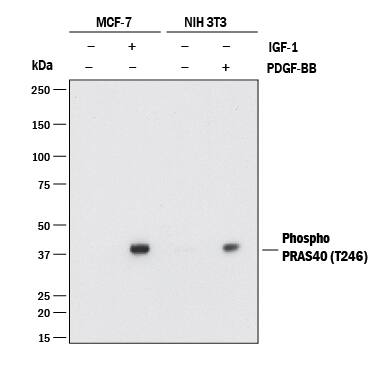 Western blot shows lysates of MCF-7 human breast cancer cell line and NIH-3T3 mouse embryonic fibroblast cell line untreated (-) or treated (+) with 100 ng/ml Recombinant Human IGF-I (Catalog # 291-G1) for 60 minutes and 100 ng/ml Recombinant Human PDGF-BB (Catalog # 220-BB) for 20 minutes. PVDF membrane was probed with 1 µg/mL of Rabbit Anti-Human Phospho-PRAS40 (T246) Monoclonal Antibody (Catalog # MAB68901) followed by HRP-conjugated Anti-Rabbit IgG Secondary Antibody (Catalog # HAF008). A specific band was detected for Phospho-PRAS40 (T246) at approximately 40 kDa (as indicated). This experiment was conducted under reducing conditions and using Immunoblot Buffer Group 1.