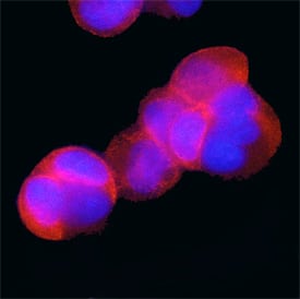 Immunocytochemistry PRAS40 [p Thr246] Antibody (760502)