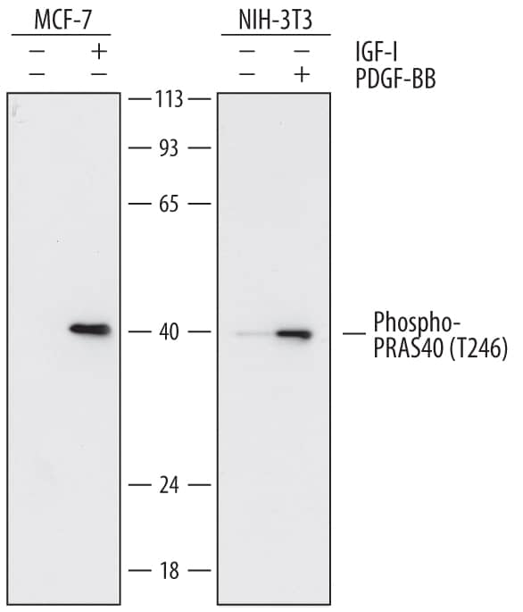 Western Blot PRAS40 [p Thr246] Antibody (760502)