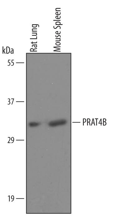 Western Blot PRAT4B/CNPY4 Antibody