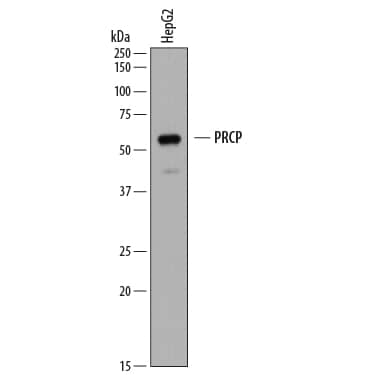 Western blot shows lysates of HepG2 human hepatocellular carcinoma cell line. PVDF membrane was probed with 1 µg/mL of Rat Anti-Human Lysosomal Pro-X Carboxypeptidase/PRCP Monoclonal Antibody (Catalog # MAB7164) followed by HRP-conjugated Anti-Rat IgG Secondary Antibody (Catalog # HAF005). A specific band was detected for Lysosomal Pro-X Carboxypeptidase/PRCP at approximately 55-60 kDa (as indicated). This experiment was conducted under reducing conditions and using Immunoblot Buffer Group 1.