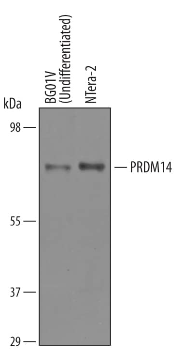 Western Blot PRDM14 Antibody [Unconjugated]