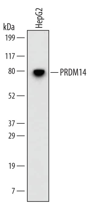 Western blot shows lysates of HepG2 human hepatocellular carcinoma cell line. PVDF Membrane was probed with 2 µg/mL of Human PRDM14 Monoclonal Antibody (Catalog # MAB6175) followed by HRP-conjugated Anti-Mouse IgG Secondary Antibody (Catalog # HAF007). A specific band was detected for PRDM14 at approximately 80 kDa (as indicated). This experiment was conducted under reducing conditions and using Immunoblot Buffer Group 1.