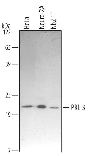Western Blot PRL-3/PTP4A3 Antibody (334402)