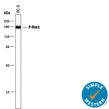 Simple Western P-Rex1 Antibody (869704) [Unconjugated]
