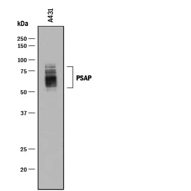 Western Blot PSAP Antibody [Unconjugated]
