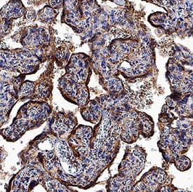 Immunohistochemistry PSG6 Antibody (935926) [Unconjugated]