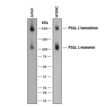 Western blot shows lysates of Jurkat human acute T cell leukemia cell line and human peripheral blood mononuclear cells (PBMCs). PVDF membrane was probed with 0.2 µg/mL of Sheep Anti-Human PSGL-1/CD162 Antigen Affinity-purified Polyclonal Antibody (Catalog # AF3345) followed by HRP-conjugated Anti-Sheep IgG Secondary Antibody (Catalog # HAF016). Specific bands were detected for PSGL-1/CD162 homodimer at approximately 250 kDa and PSGL-1/CD162 monomer at approximately 110 kDa (as indicated). This experiment was conducted under reducing conditions and using Immunoblot Buffer Group 8.