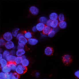 Immunocytochemistry PSGL-1/CD162 Antibody (688101) [Unconjugated]