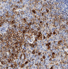 Immunohistochemistry PSGL-1/CD162 Antibody (688101) [Unconjugated]